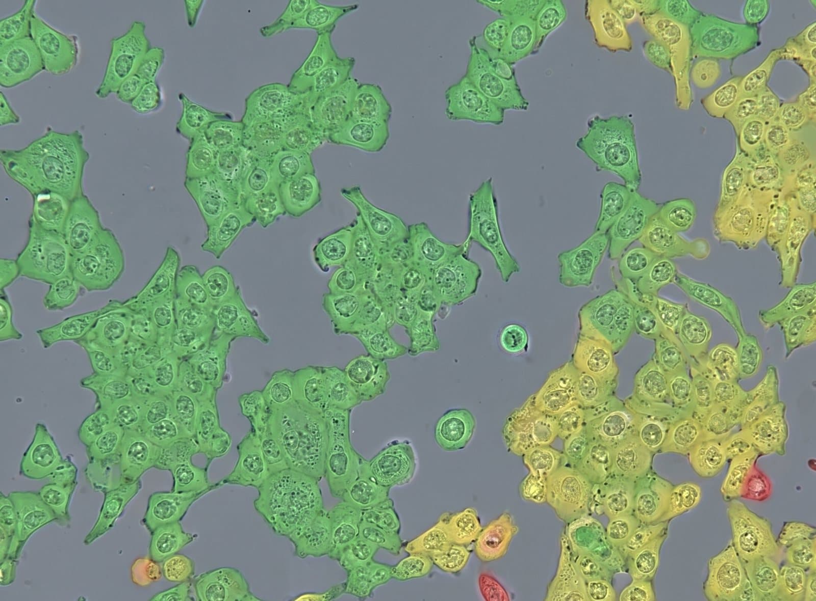 Per-cell toxicity heatmap over the HEK293T field