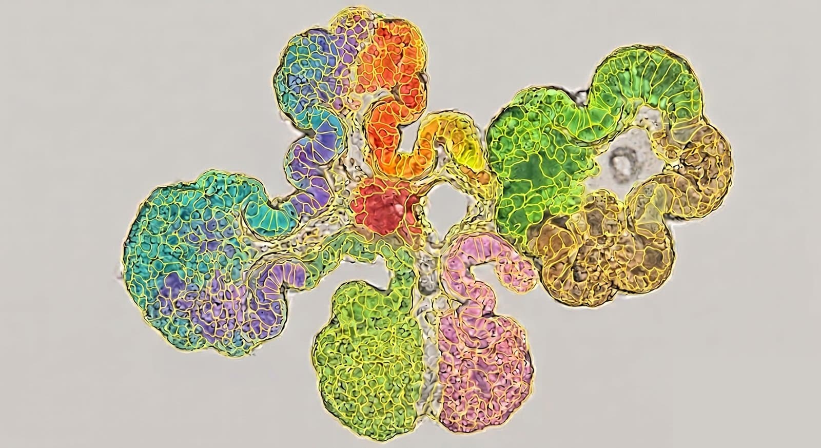 Retinal organoid colored by predicted cell type